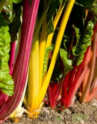 Blitva Rhubarb Chard / Bali