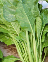 Seme Blitva/ Mangold Liscia verde da taglio 482