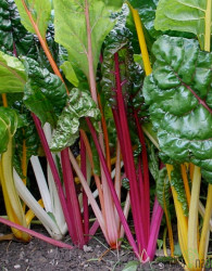 Seme Blitva Pisanolistna Five Colours