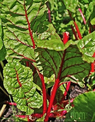 Seme Blitva Rdečelistna Rhubarb Chard