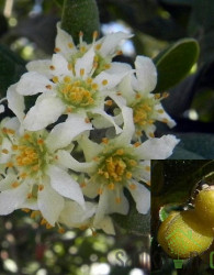 Boldovec (peumus boldus)