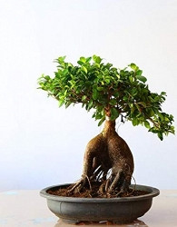 Bonsaj Ficus Microcarpa Ginseng