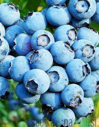 Ameriška borovnica Powder Blue