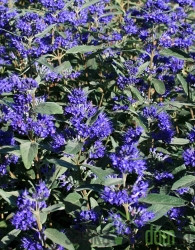 Bradatec Blauer Spatz (Caryopteris Clandonensis)