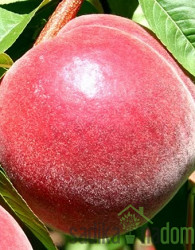 Breskev Early Redhaven