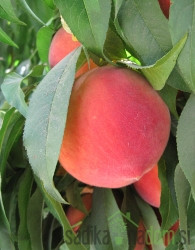 Breskev Elegant Lady