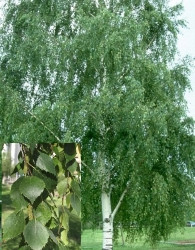 Navadna breza (Betula pendula)