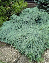 Brin luskasti Blue Carpet (Juniperus squamata)