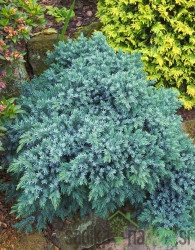 Brin luskasti Blue Star (Juniperus squamata)
