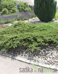 Brin navadni Repanda (Juniperus communis)