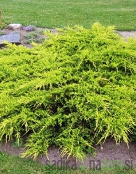 Brin Old Gold (Juniperus media)