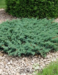 Brin plazeči Blue Chip (Juniperus horizontalis)