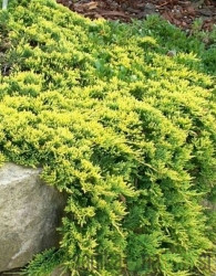 Brin plazeči Golden Carpet (Juniperus horizontalis)