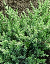 Brin Schlager (Juniperus conferta)