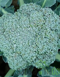 Seme brokoli Calabrese Natalino 14