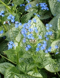 Brunnera Macriphylla Silver Heart