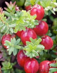 Brusnica Pilgrim (vaccinum macrocarpon)