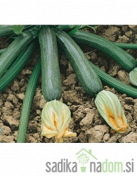 Seme bučka Aquilone F1 -PROFI