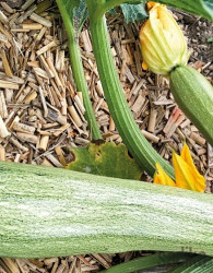 Seme bučka Ortolana Di Faenza