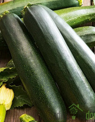 Seme bučke Nero di Milano 958