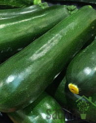 Seme bučke President F1 696