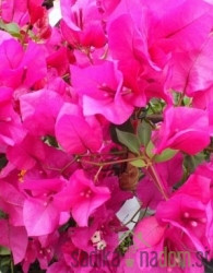 Bugenvileja Alexandra (Bougainvillea)