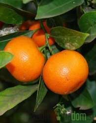 Calamondin (sobni mandarinovec) - S PLODOVI