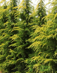 Himalajska cedra Aurea (cedrus deodora)