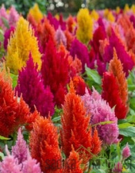 Celosia - Petelinji greben