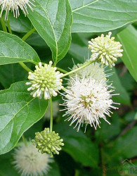 Gumbasti grm (Cephalanthus occidentais)