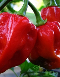 Feferon čili Habanero Red caribbean
