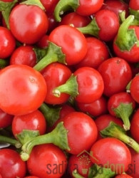 Seme Čili Red Cherry Small A553