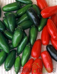 Feferon čili Serrano - mini jalapeno