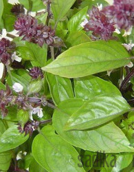 Seme Cimetova Bazilika