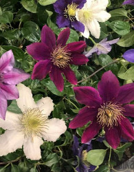 Srobot (clematis)