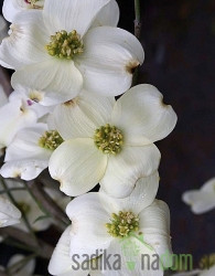 Dren Floridski cvetnik Cloud Nine (Cornus Florida) 