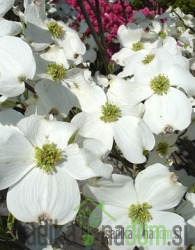 Dren Floridski cvetnik Rainbow (Cornus Florida) - NA STEBLU