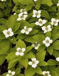 Kanadski dren (Cornus canadensis)