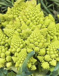 Cvetača Romanesco - križanec brokoli/cvetača