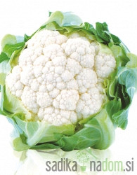 Seme cvetača Di Jesi 2