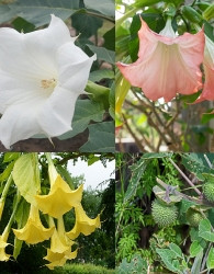 Datura (Brugmansia)