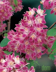 Dojcija Strawberry Fields (Deutzia)