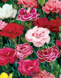 Nagelj Oscar (Dianthus)