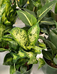 Difenbahija (Dieffenbachia) 