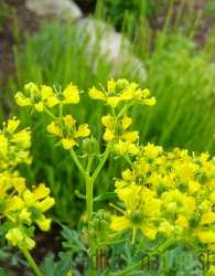 Dišavnica Vinska rutica - ODGANJA VOLUHARJA IN MRČES