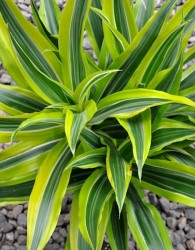 Dracaena fragrans ‘Lemon Lime’