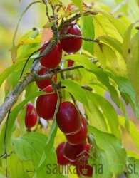 Rumeni dren cepljeni Schonbrunner