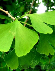 Dvokrpi ginko (Ginkgo Biloba)