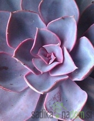 Echeveria