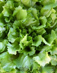 Seme Endivija Natascha